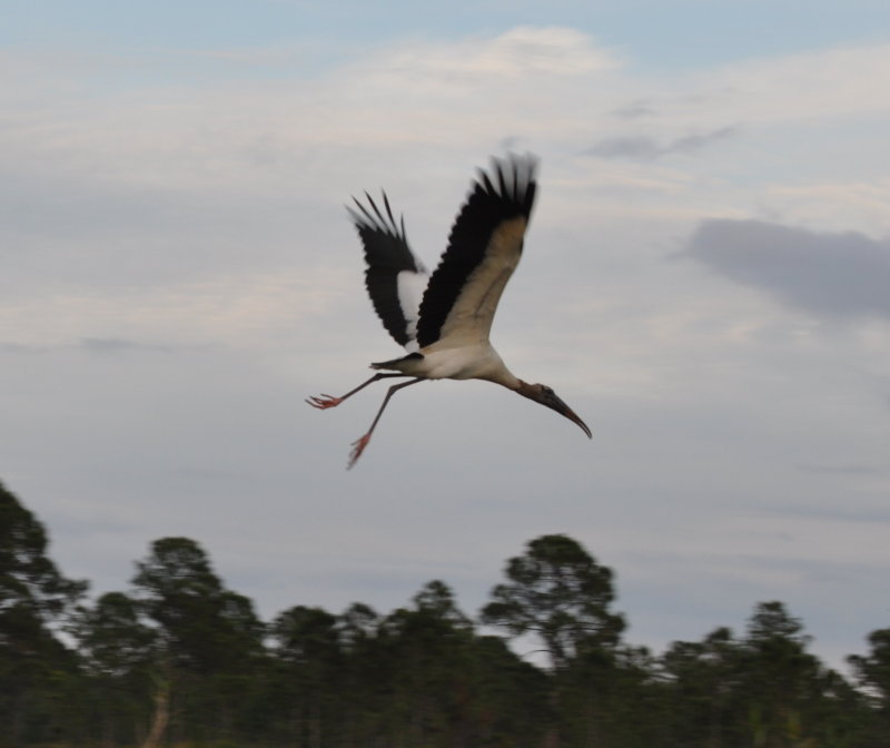 DSC_0248b.JPG