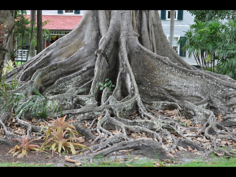 DSC_0266b.JPG