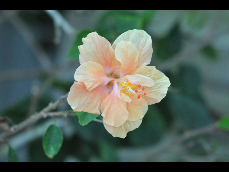 DSC_0278b.JPG