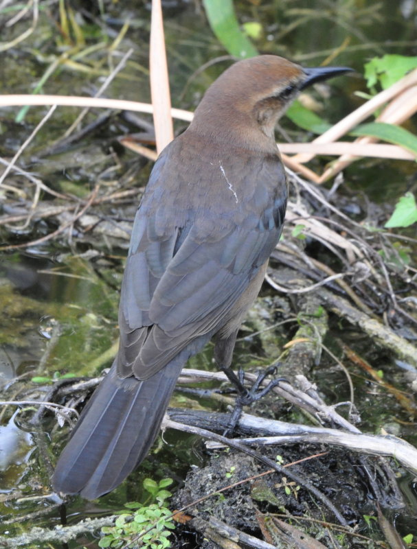 DSC_0327b.JPG
