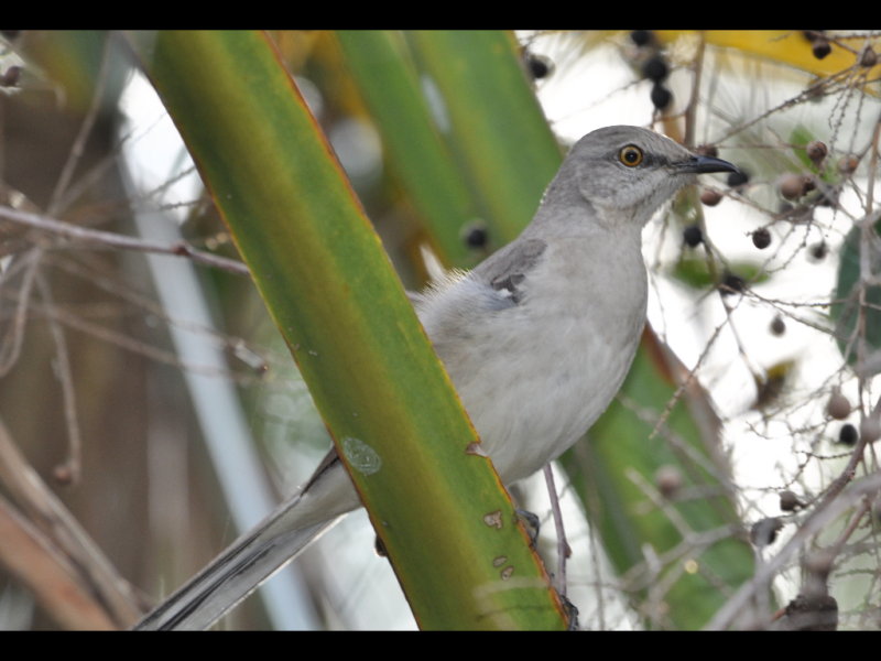 DSC_0479b.JPG