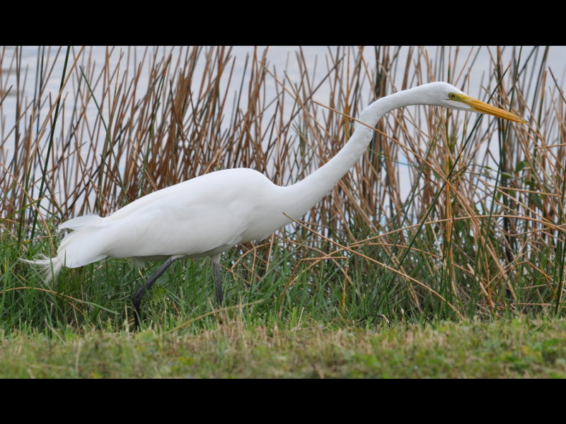 DSC_0519b.JPG