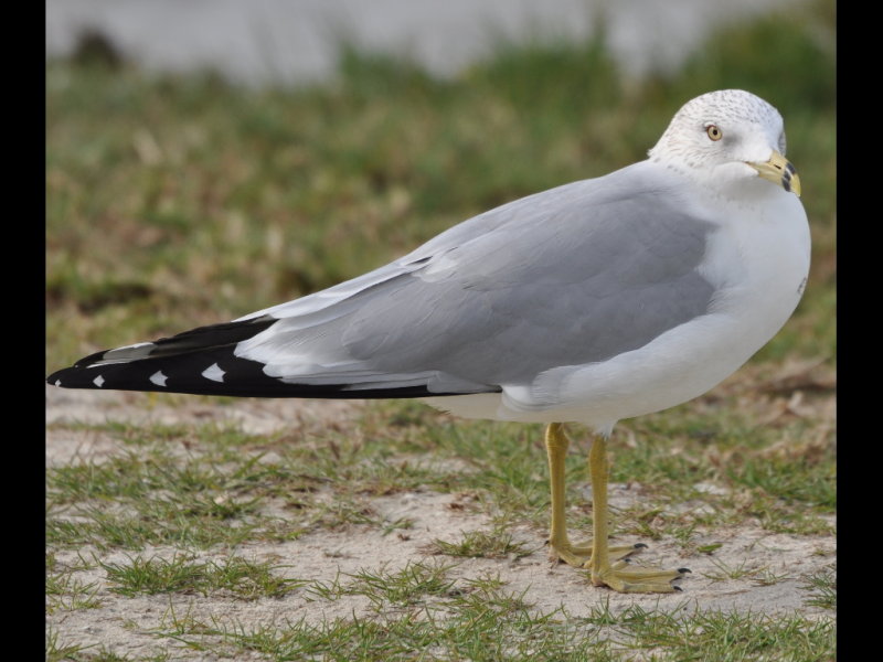 DSC_0272b.JPG