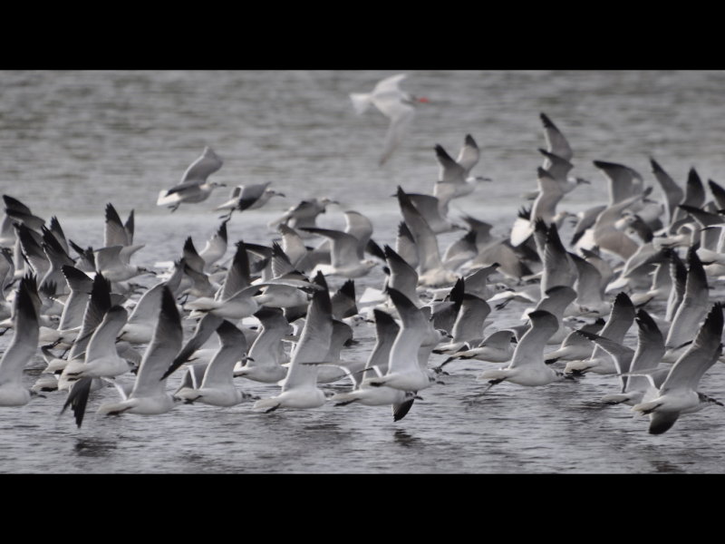 DSC_0390b.JPG