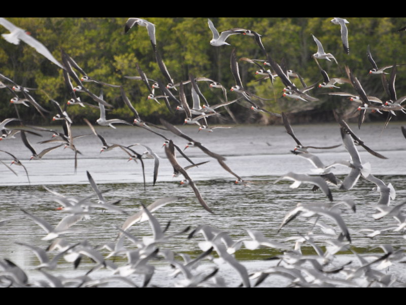 DSC_0403b.JPG