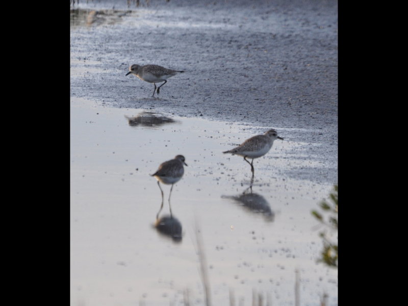 DSC_0958b.JPG