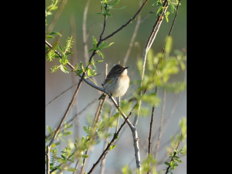 DSC_0022b.JPG