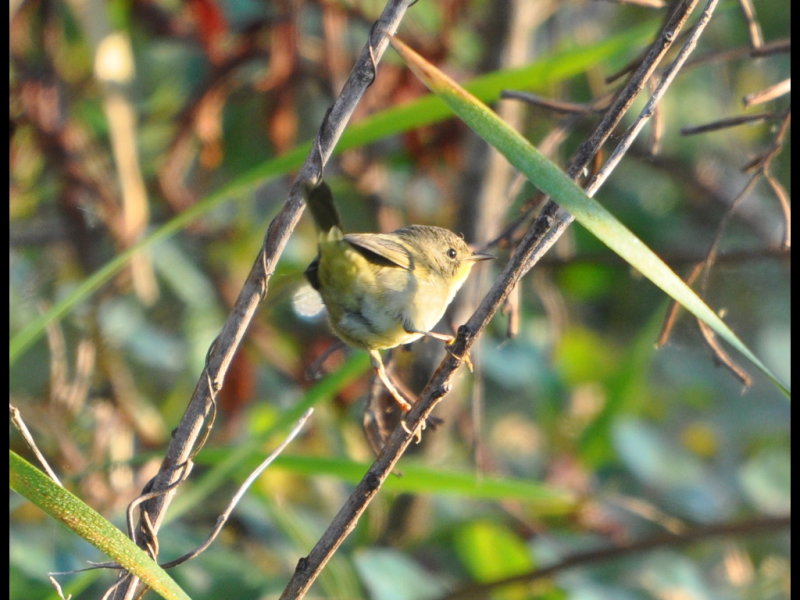 DSC_0026b.JPG