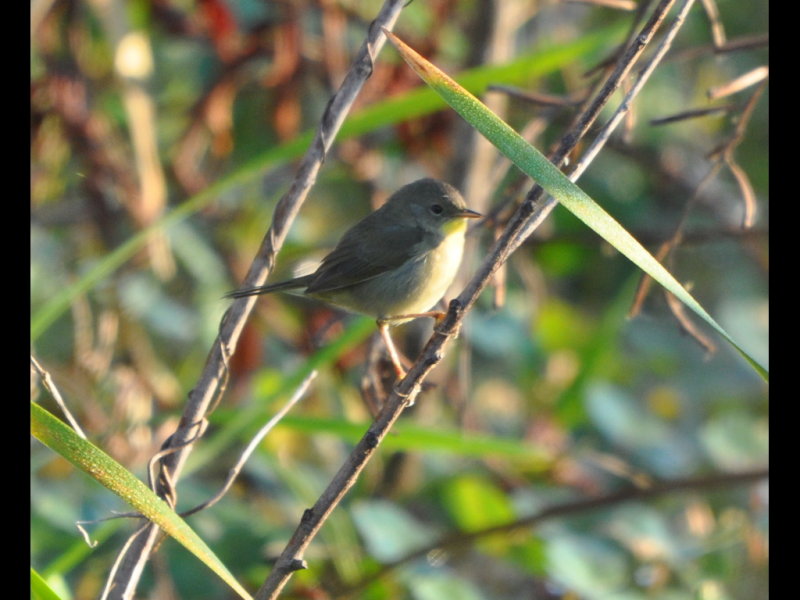 DSC_0028b.JPG