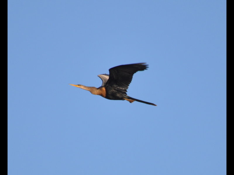 DSC_0169b.JPG