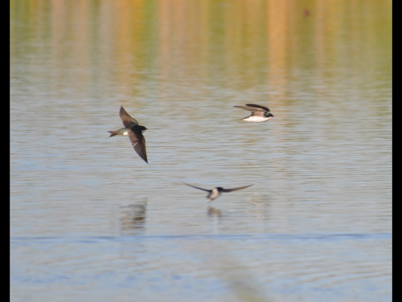 DSC_0267b.JPG