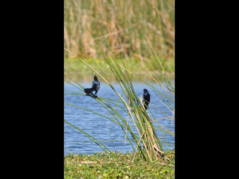DSC_0330b.JPG