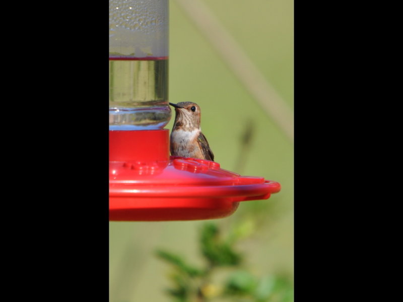 DSC_0353b.JPG