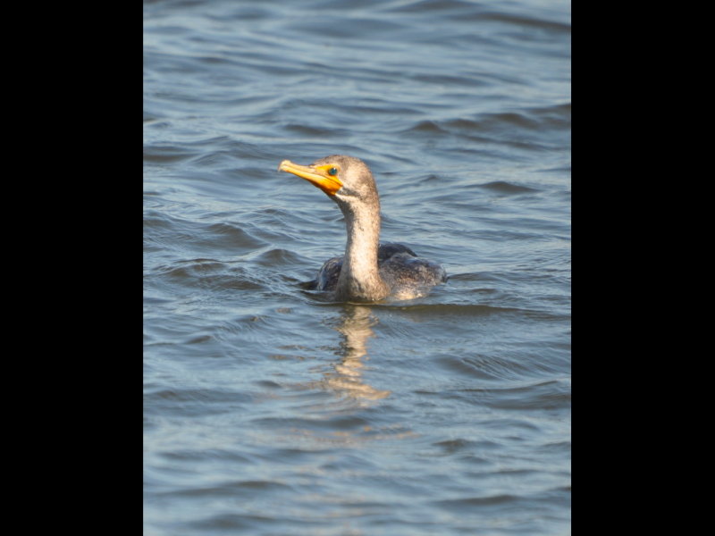 DSC_0410b.JPG