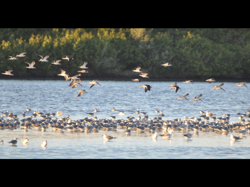 DSC_0556b.JPG