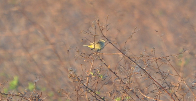 DSC_0003b.JPG