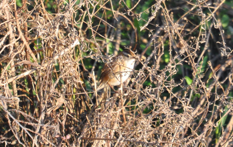 DSC_0037b.JPG