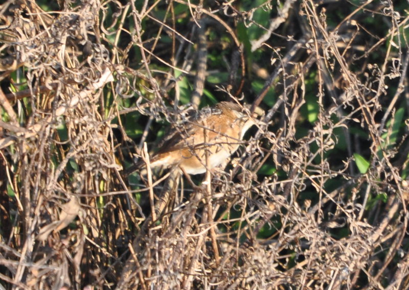DSC_0042b.JPG
