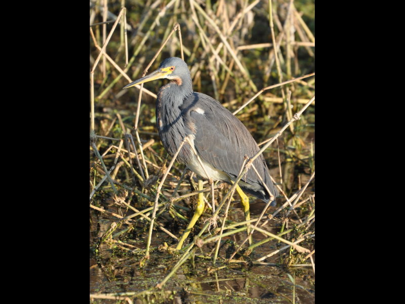DSC_0046b.JPG