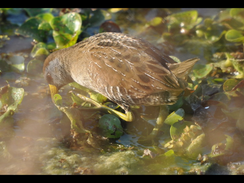 DSC_0067b.JPG
