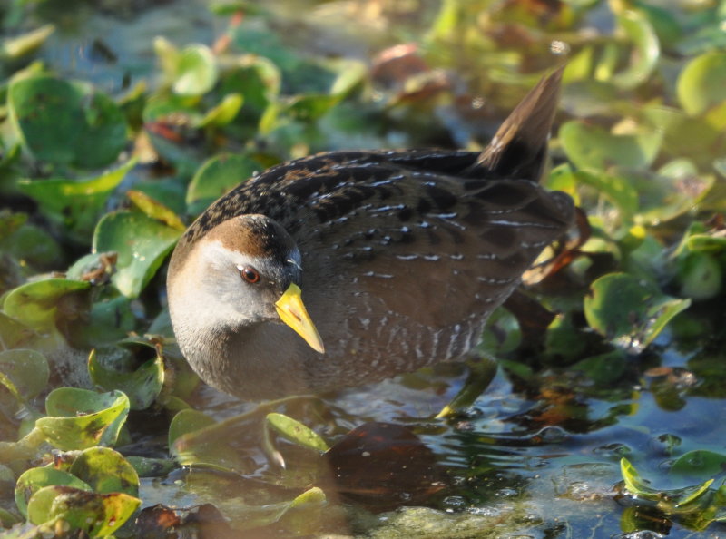 DSC_0107b.JPG
