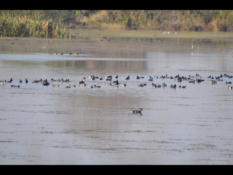 DSC_0202b.JPG