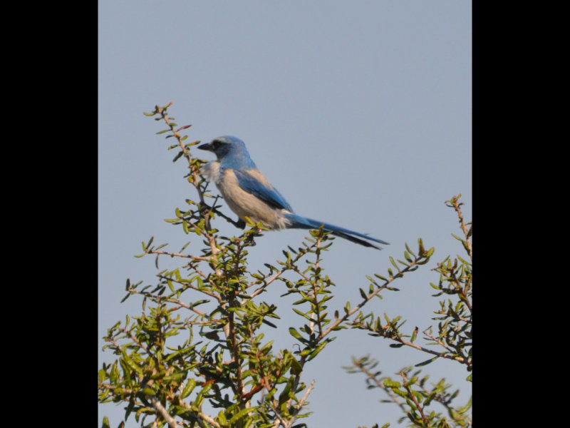 DSC_0461b.JPG