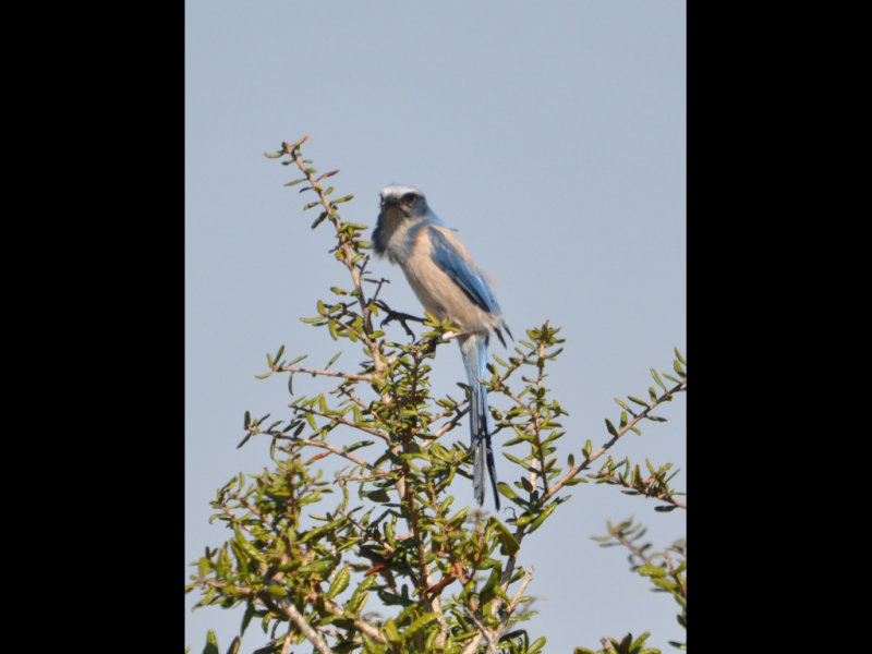 DSC_0464b.JPG