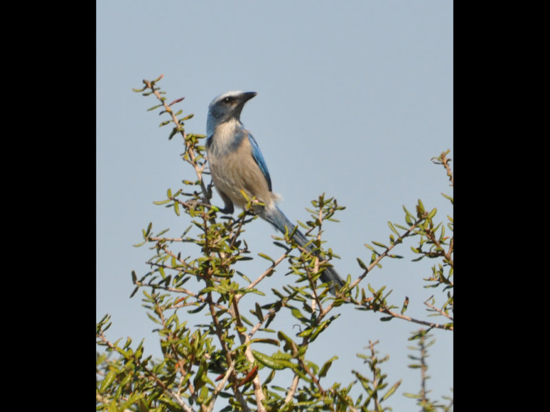 DSC_0471b.JPG