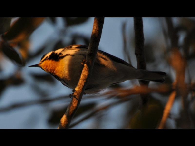 DSC_0654b.JPG