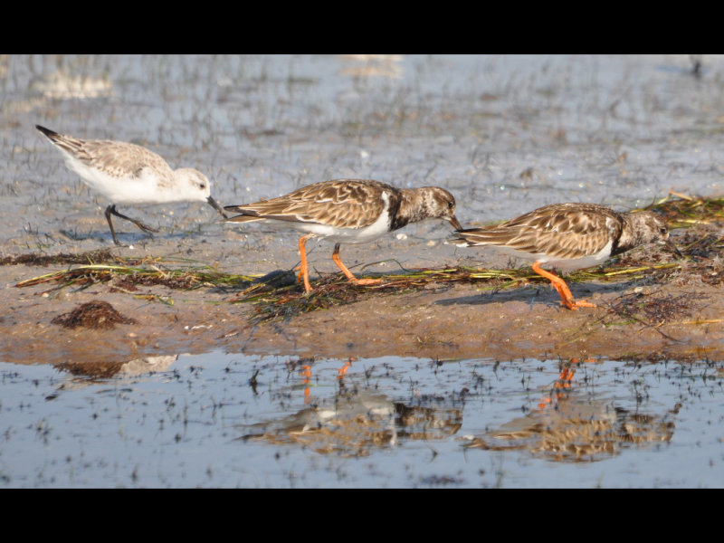 DSC_0071b.JPG