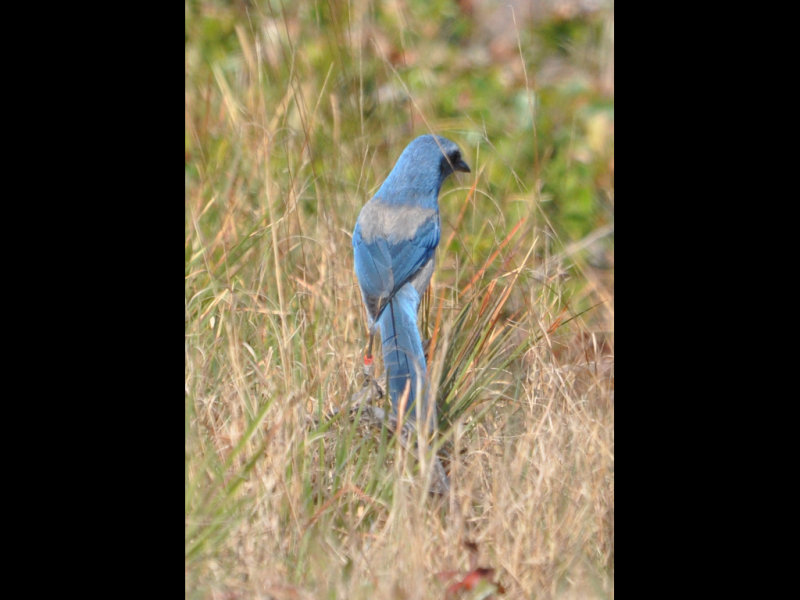 DSC_0084b.JPG