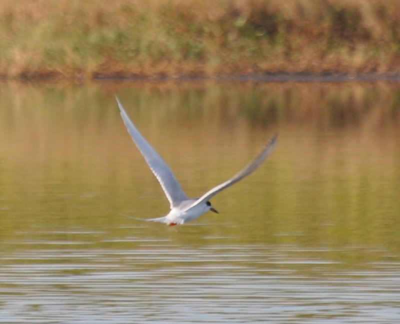 DSC_0151b.JPG