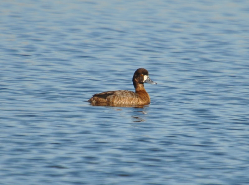 DSC_0379b.JPG