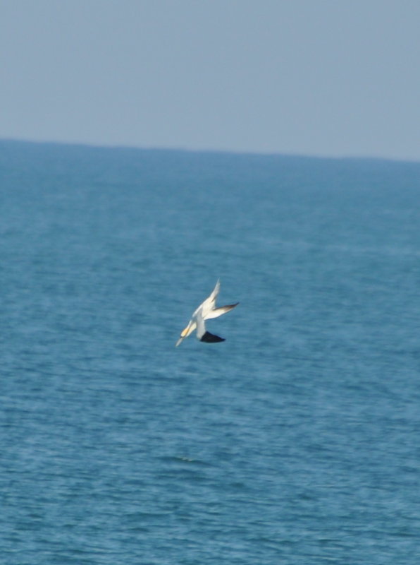 DSC_0458b.JPG