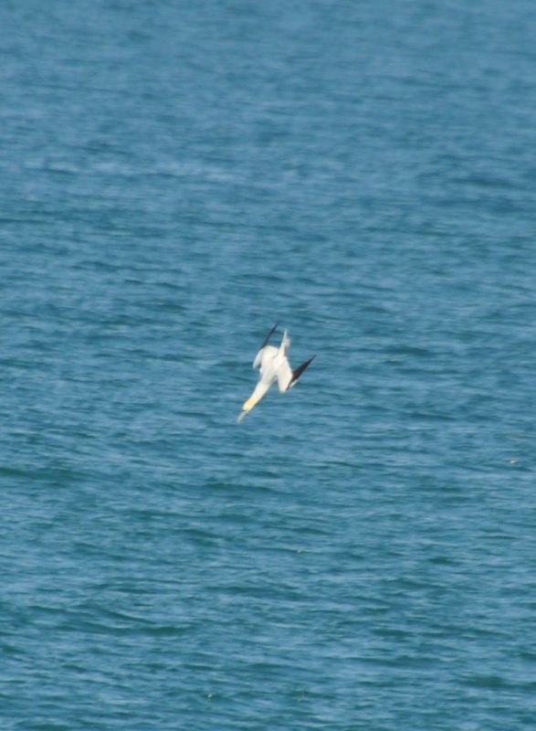 DSC_0459b.JPG