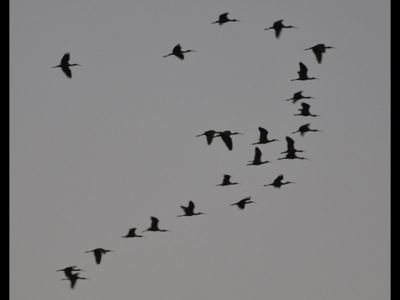 DSC_0894b.JPG
