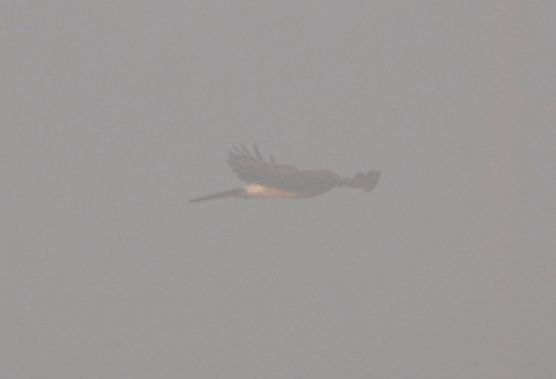 DSC_0941b.JPG