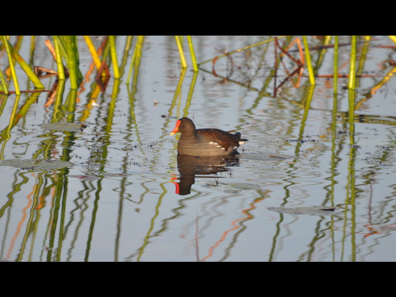 DSC_0962b.JPG