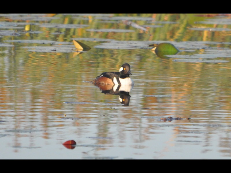 DSC_0982b.JPG