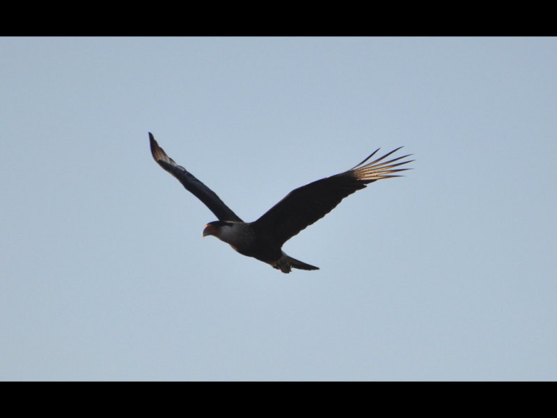 DSC_0991b.JPG