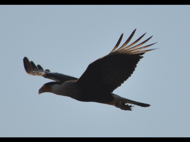 DSC_0997b.JPG