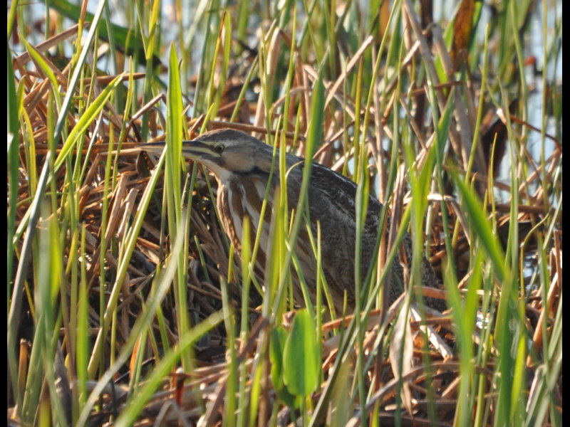 DSC_0028b.JPG