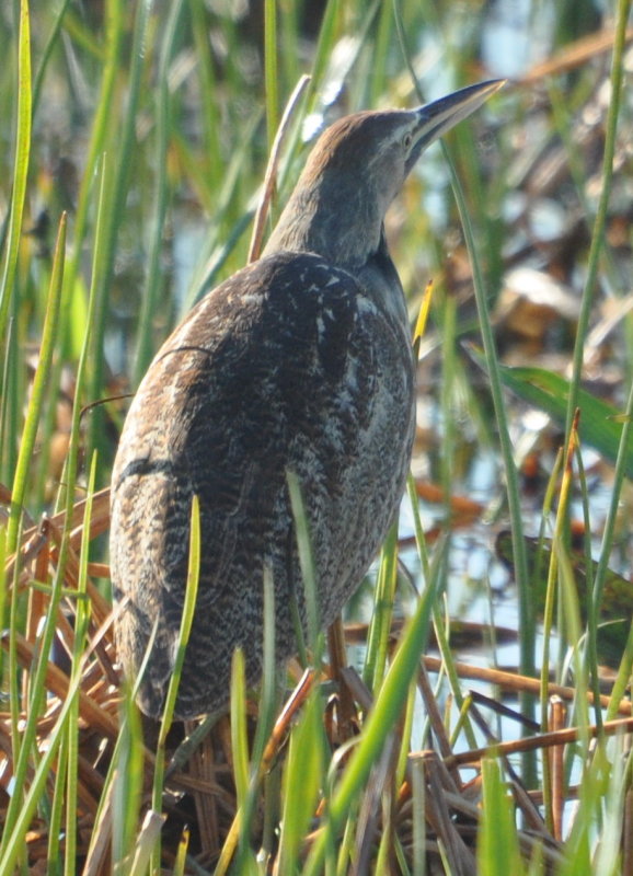 DSC_0081b.JPG