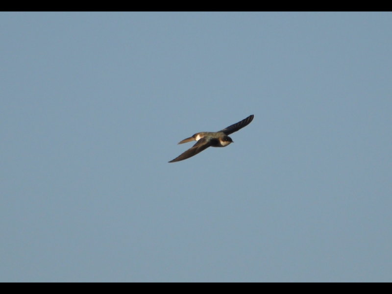 DSC_0152b.JPG