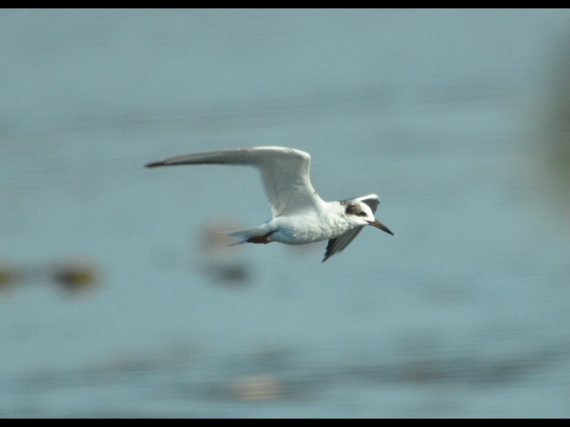 DSC_0295b.JPG