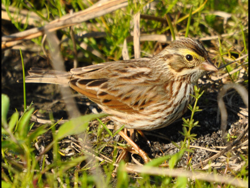 DSC_0359b.JPG