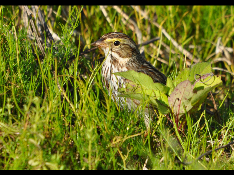 DSC_0391b.JPG