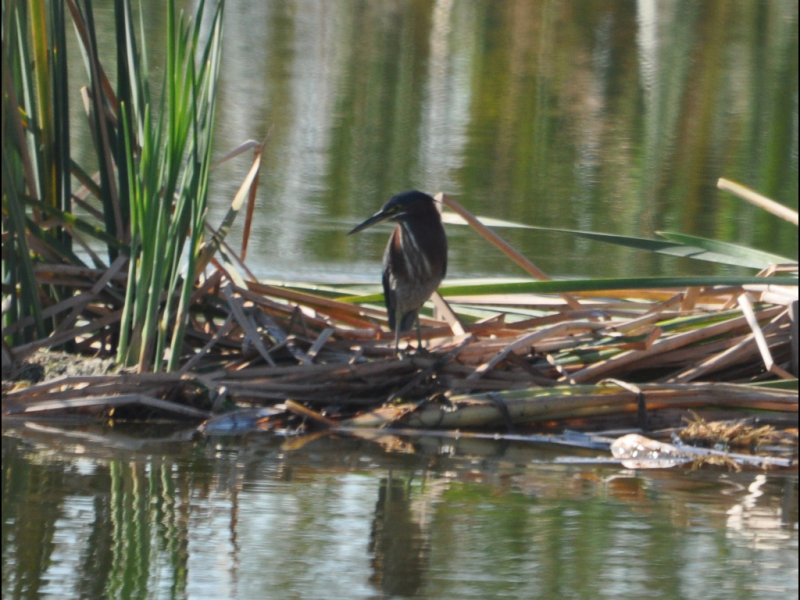 DSC_0404b.JPG