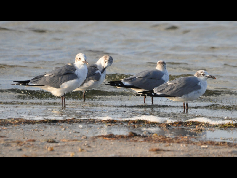 DSC_0537b.JPG